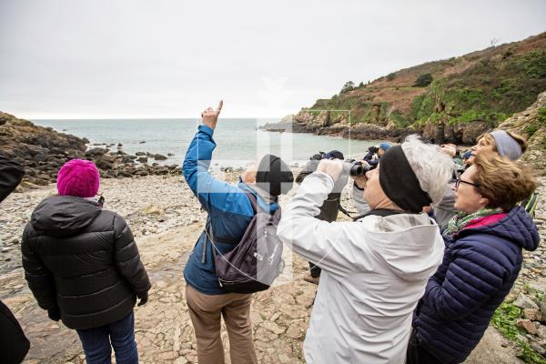 Picture by Sophie Rabey.  17-02-24.   La Societe bird watching group met at Petit Bot on Saturday morning to observe seabirds and woodland birds.