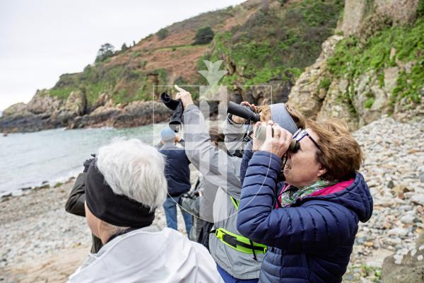 Picture by Sophie Rabey.  17-02-24.   La Societe bird watching group met at Petit Bot on Saturday morning to observe seabirds and woodland birds.
