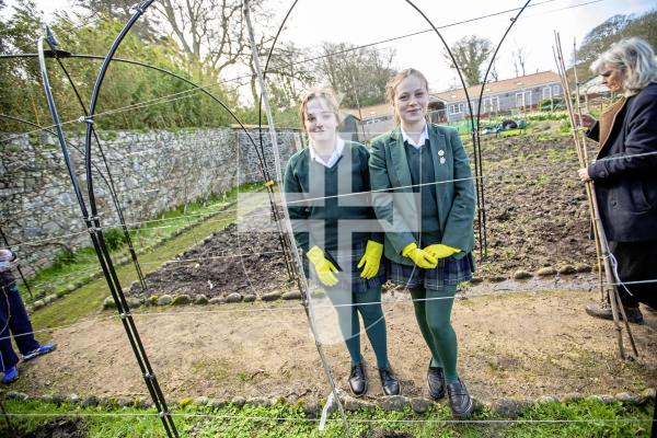 Picture by Sophie Rabey.  05-03-24.  A small group of students from The Ladies College visited the Victorian Walled Garden at Saumarez Park to help plant pear whips.
Suzie Meinke (15) and Flossie Glynn-Riley (15) are two students who have been doing Environmental Research projects.