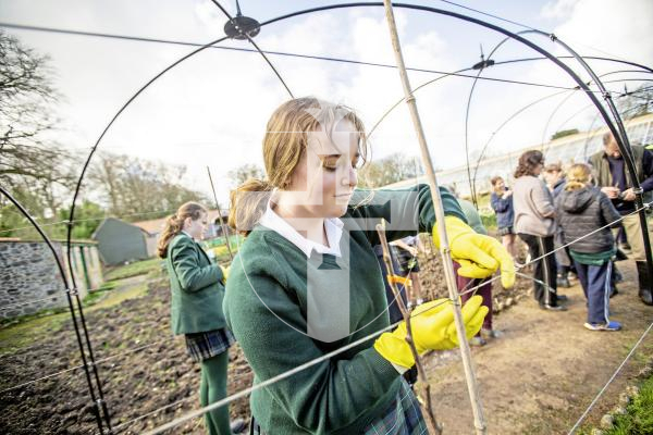 Picture by Sophie Rabey.  05-03-24.  A small group of students from The Ladies College visited the Victorian Walled Garden at Saumarez Park to help plant pear whips.
Suzie Meinke (15), a students who has been doing Environmental Research projects.
