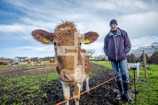 Picture by Peter Frankland. 05-03-24 It has been 10 years since the creation of the La Societe conservation herd. Dave Bartram looks after the herd.