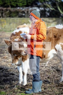 Picture by Peter Frankland. 05-03-24 It has been 10 years since the creation of the La Societe conservation herd.
Guernsey Press reporter Andy Brown interviews a bull.