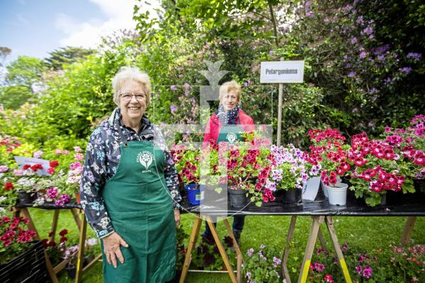 Picture by Sophie Rabey.  27-05-24.  Giant Plant Sale at Saumarez Manor - Plant Heritage Guernsey's biggest event of the year, people were in the queue from an hour before the gates opened.
Linda Fermont (organiser) and Caroline Dawe (Pelargonium leader) with the Pelargoniums.