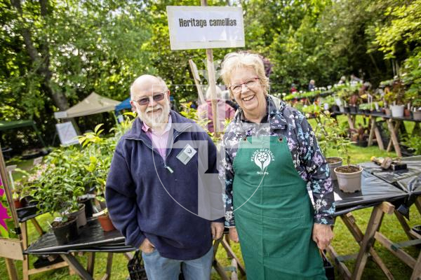 Picture by Sophie Rabey.  27-05-24.  Giant Plant Sale at Saumarez Manor - Plant Heritage Guernsey's biggest event of the year, people were in the queue from an hour before the gates opened.
Andrew Lanoe (Nerine Group Leader) and Linda Fermont (organiser) with the Heritage Camellias.