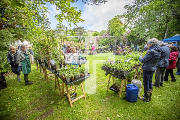 Picture by Sophie Rabey.  27-05-24.  Giant Plant Sale at Saumarez Manor - Plant Heritage Guernsey's biggest event of the year, people were in the queue from an hour before the gates opened.