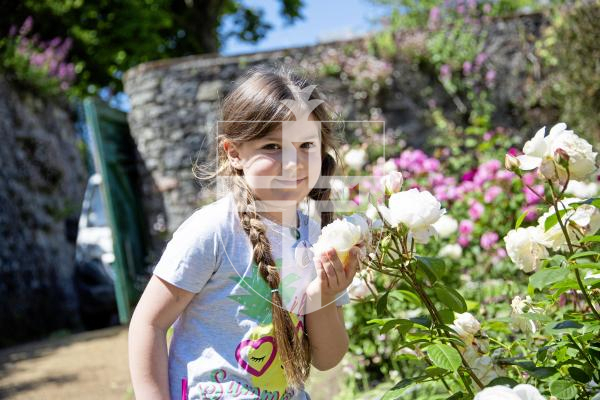 Picture by Sophie Rabey.  31-05-24.  Guernsey Arts held a Sensory Walk around Candie Gardens.  The free guided walk was run by Guernsey Arts Community and Public Realm Officer Jade Kershaw and lasted about an hour, exploring the gardens of Candie.
Macie (aged 5) smelling the flowers.