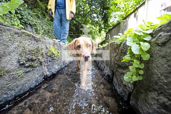 Picture by Peter Frankland. 07-07-25 A petition has been started against the proposals to cover the stream in the Water Lanes to allow cyclists to use the area.  Phil Smith with his dog.
