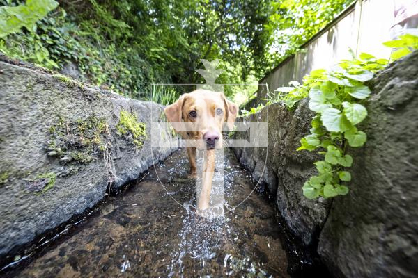 Picture by Peter Frankland. 07-07-25 A petition has been started against the proposals to cover the stream in the Water Lanes to allow cyclists to use the area.  Phil Smith with his dog.