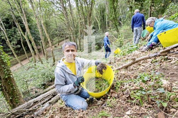 Picture by Sophie Rabey.  15-10-25.  Guernsey Conservation Volunteers have been busy clearing 'stinking onions' from the Bluebell Woods.
Robin Gilbert.
