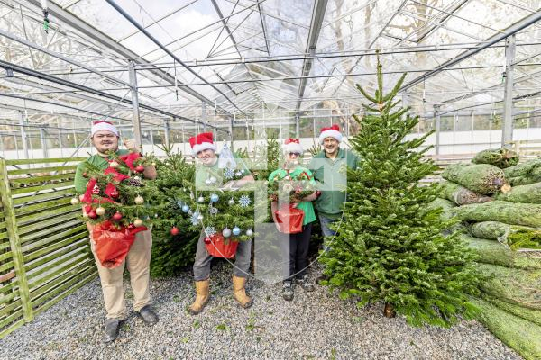 Picture by Sophie Rabey.  24-11-25.  Christmas trees have arrived at GROW for the festive season.
L-R Ben Tardif, Jolyon Morton, Blake Le Ber and Stuart Smale (Horticulture Manager) with potted trees that are new for this year.