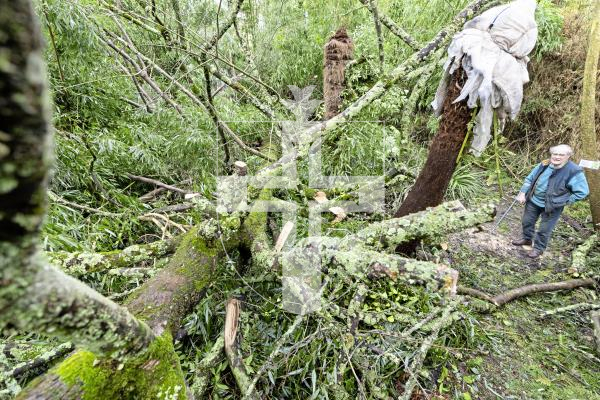 Picture by Peter Frankland. 20-01-26 This golden sycamore tree felled by storm Goretti at Sausmarez Manor is thought (by Peter De Sausmarez) to be one of the oldest in the British Isles.