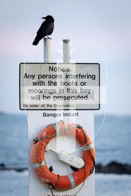 Picture by Peter Frankland. 19-01-26 A murder of crows at Bordeaux. The birds seem to be taking over from the gulls in the area.