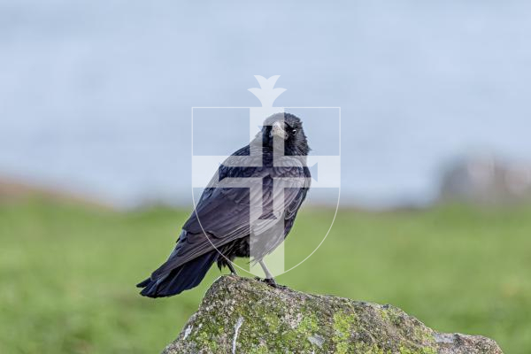 Picture by Peter Frankland. 19-01-26 A murder of crows at Bordeaux. The birds seem to be taking over from the gulls in the area.