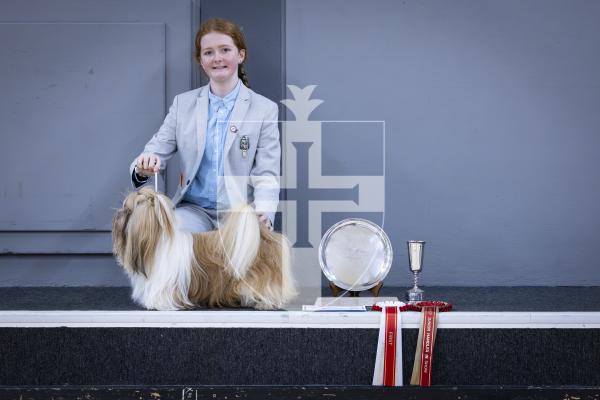 Picture by Peter Frankland. 22-02-26 Guernsey Kennel Club Dog Show at Beau Sejour. Junior handler Tahlia Rault with her Shihtuz, Mickey.