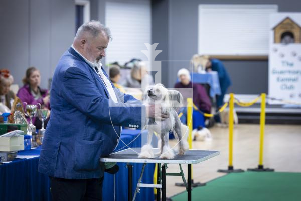 Picture by Peter Frankland. 22-02-26 Guernsey Kennel Club Dog Show at Beau Sejour.