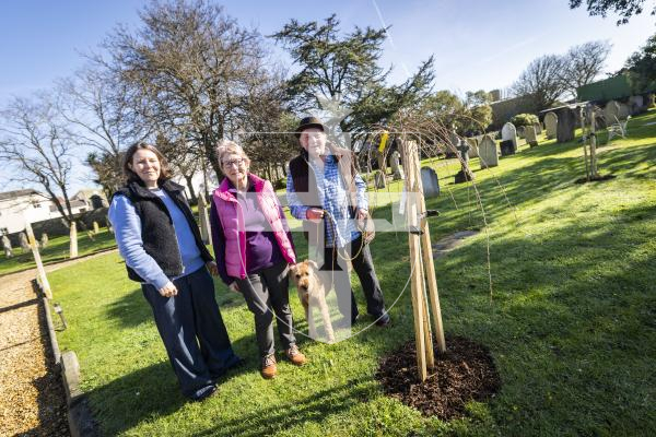 Picture by Sophie Rabey.  24-02-26.  Volunteers at St Sampson's Church Cemetery have been working hard on site to make the area beautiful.  They have planted some cherry trees (Prunus x subhirtella) on the section of land that suffered a land slip in 1969.
L-R Helen Godfrey, Jenny Marquand, Roger Baudains and dog, Murphy.