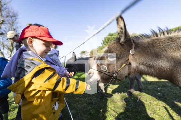 Picture by Sophie Rabey.  04-03-26.  Reception children from Vale Primary School enjoyed a trip to Les Adams Farm (the 6 acre regenerative agriculture project) as part of the States of Guernsey's Cultural Enrichment Programme.
Jasper Marsh (aged 5) feeding the donkeys.
