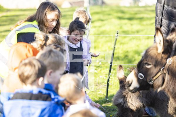 Picture by Sophie Rabey.  04-03-26.  Reception children from Vale Primary School enjoyed a trip to Les Adams Farm (the 6 acre regenerative agriculture project) as part of the States of Guernsey's Cultural Enrichment Programme.
Lily Lesbirel (aged 4) feeding the donkeys.