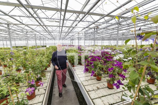 Picture by Sophie Rabey.  29-04-26.  Raymond Evison is preparing for this years RHS Chelsea Flower Show exhibit.  Three new clematis will be entered.