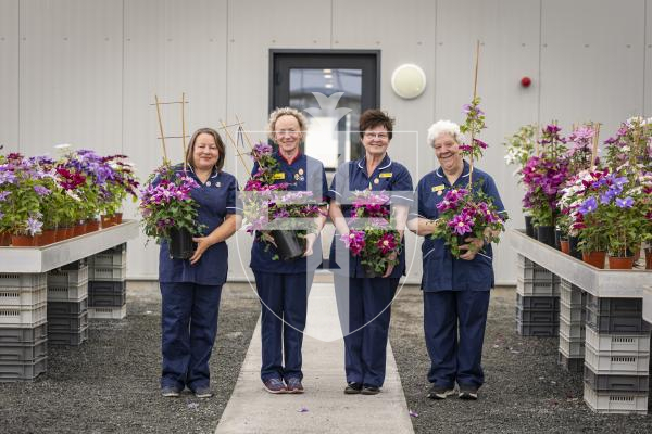 Picture by Sophie Rabey.  29-04-26.  Raymond Evison is preparing for this years RHS Chelsea Flower Show exhibit.  Three new clematis will be entered.
There has been a new variety named after the Queens Nurses.  
L-R Theresa Prince, Patricia McDermott, Alison Carney and Ellie Phillips.