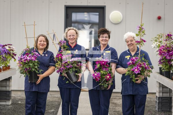 Picture by Sophie Rabey.  29-04-26.  Raymond Evison is preparing for this years RHS Chelsea Flower Show exhibit.  Three new clematis will be entered.
There has been a new variety named after the Queens Nurses.  
L-R Theresa Prince, Patricia McDermott, Alison Carney and Ellie Phillips.