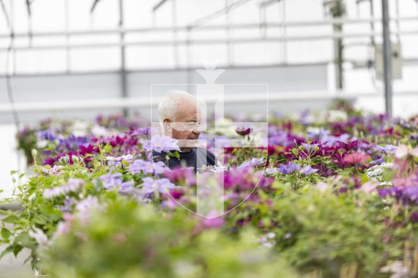 Picture by Sophie Rabey.  29-04-26.  Raymond Evison is preparing for this years RHS Chelsea Flower Show exhibit.  Three new clematis will be entered.