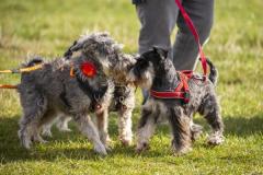 Picture by Luke Le Prevost. 23-09-23.
Schnauzer owners brought their dogs to Pleinmont for the Schnauzerfest charity event to meet up and walk together.