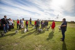 Picture by Luke Le Prevost. 23-09-23.
Schnauzer owners brought their dogs to Pleinmont for the Schnauzerfest charity event to meet up and walk together.