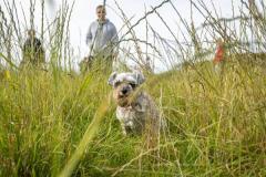 Picture by Luke Le Prevost. 23-09-23.
Schnauzer owners brought their dogs to Pleinmont for the Schnauzerfest charity event to meet up and walk together.