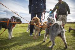Picture by Luke Le Prevost. 23-09-23.
Schnauzer owners brought their dogs to Pleinmont for the Schnauzerfest charity event to meet up and walk together.