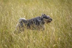 Picture by Luke Le Prevost. 23-09-23.
Schnauzer owners brought their dogs to Pleinmont for the Schnauzerfest charity event to meet up and walk together.