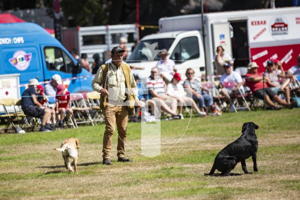 Picture by Sophie Rabey.  23-08-23.  First day of the North Show at Saumarez Park.
Nick Gregory Misselchalke Gun Dogs Display.