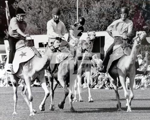 Picture by Guernsey Press.  Nostalgia Lookback feature MONO.  Camels at The North Show in 1997.