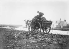 Guerin Collection