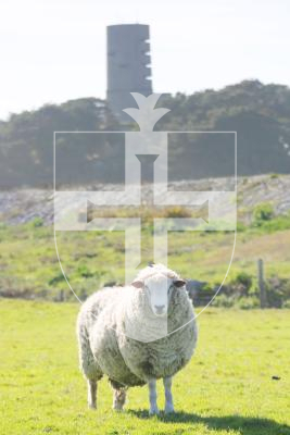 Pic by Thomas Tardif 05-04-17.
L'Eree, St Peter's.
Spring Scenics. A sheep at the L'Eree Aerodrome