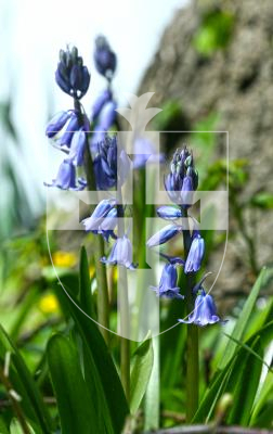 Picture by Adrian Miller 11-04-17
Bluebells in St Saviour's
flowers
scenic