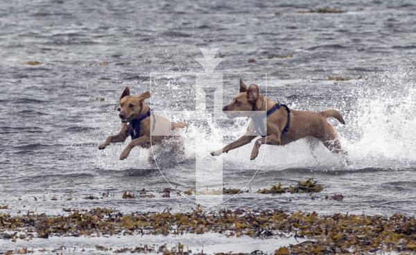 Pic by Adrian Miller 04-10-19
L'Eree Bay St Peter's
A couple of dogs enjoying the water