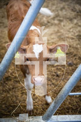 Picture By Sophie Rabey.  07–10-21.  Sark - Interview with Jason Salisbury at Sark Dairy.  Generic Pictures of cows in Sark