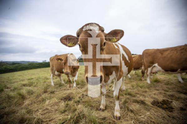 Generic Guernsey cow picture.
