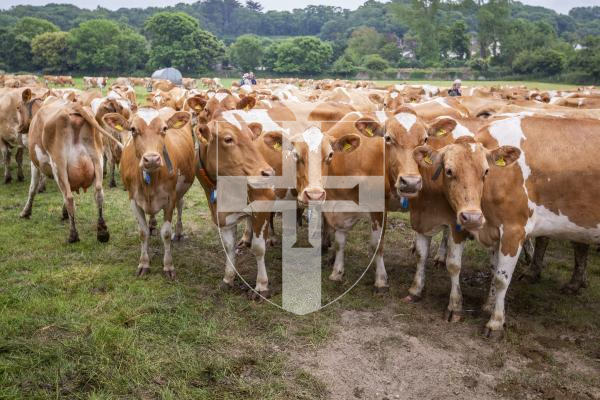 Picture by Luke Le Prevost. 18-06-23.
Guernsey cow farmers and breeders from across the world visited Guernsey after attending the World Guernsey Cattle Federation conference in Salisbury.