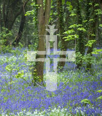 Picture By Peter Frankland. 27-04-23 Generic images of Bluebell Woods.