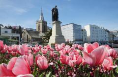 Picture by Adrian Miller 05-04-17 
Tulips in Town St Peter Port scenic
Prince Albert Town Church