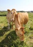 Picture by Adrian Miller 21-06-17  
Port Soif Vale
Guernsey Conservation herd cooling down during the hot weather. Manager of the herd Julia Henning giving them fresh water.
scenic