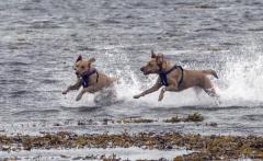 Pic by Adrian Miller 04-10-19
L'Eree Bay St Peter's
A couple of dogs enjoying the water