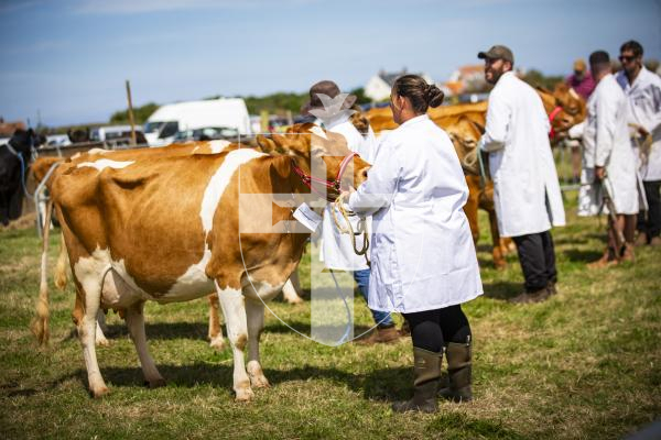 Picture by Sophie Rabey.  16-08-23.   West Show 2023.  Day 1 of judging.