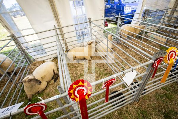 Picture by Sophie Rabey.  16-08-23.   West Show 2023.  Day 1 of judging.